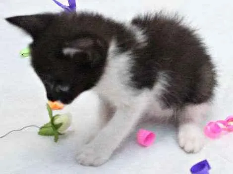 Gato raça vira lata idade Abaixo de 2 meses nome A escolher