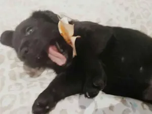Cachorro raça Srd  idade Abaixo de 2 meses nome Aurora 