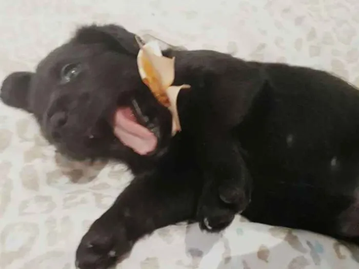 Cachorro ra a Srd  idade Abaixo de 2 meses nome Aurora 