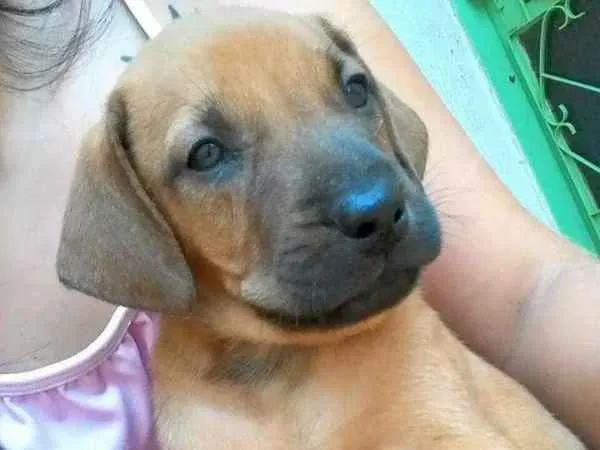 Cachorro ra a Vira-lata idade Abaixo de 2 meses nome (sem nomes)