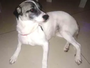 Cachorro raça Vira lata idade 2 anos nome Benny