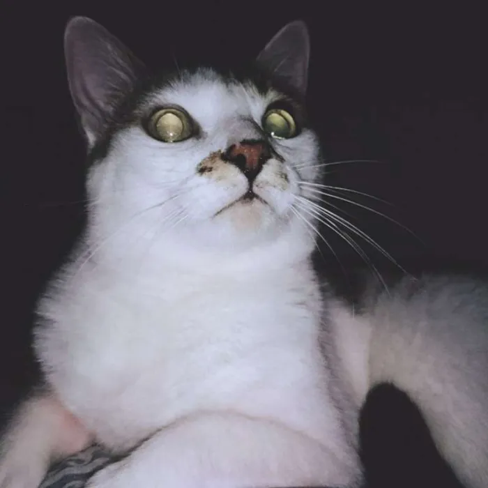 Gato ra a Não possui idade 7 a 11 meses nome Lázaro