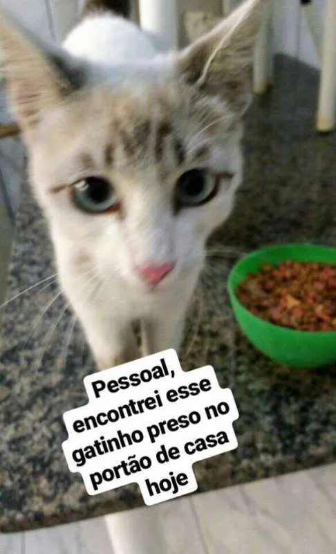 Gato ra a não sabemos idade 2 a 6 meses nome Apelidado de Astolfo