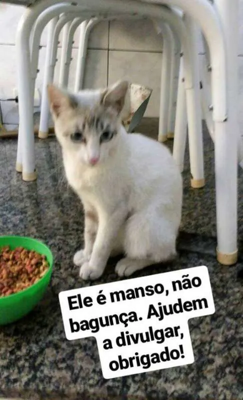 Gato ra a não sabemos idade 2 a 6 meses nome Apelidado de Astolfo