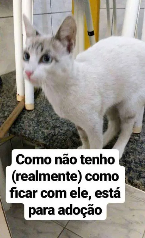 Gato ra a não sabemos idade 2 a 6 meses nome Apelidado de Astolfo
