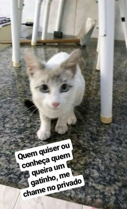 Gato ra a não sabemos idade 2 a 6 meses nome Apelidado de Astolfo