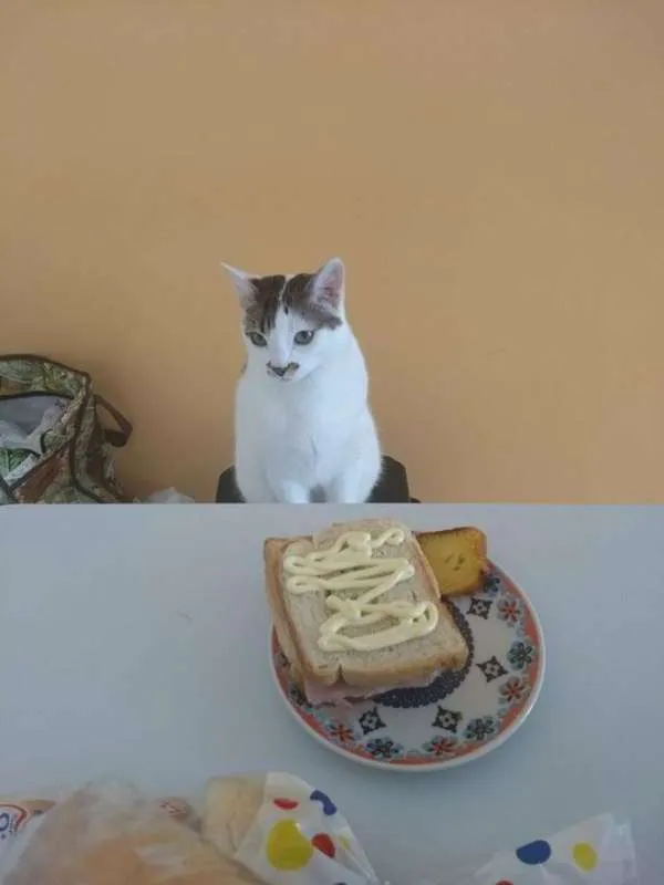Gato ra a Não possui idade 7 a 11 meses nome Lázaro