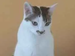Gato raça Não possui idade 7 a 11 meses nome Lázaro