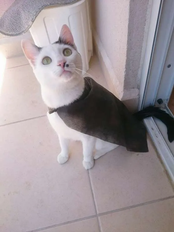 Gato ra a Não possui idade 7 a 11 meses nome Ramos
