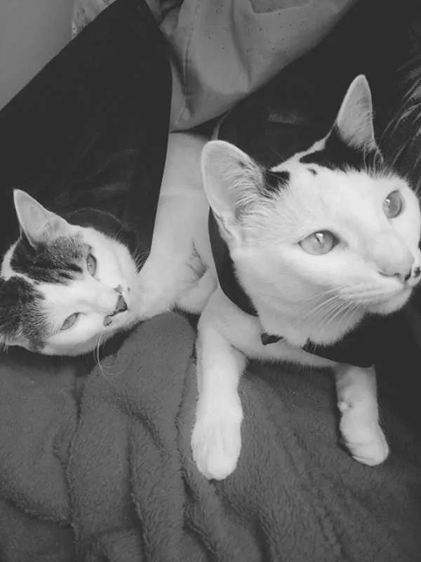 Gato ra a Não possui idade 7 a 11 meses nome Ramos