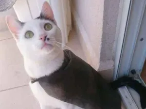 Gato raça Não possui idade 7 a 11 meses nome Ramos