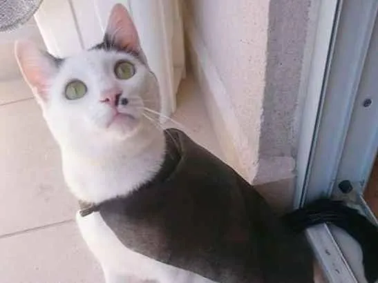 Gato ra a Não possui idade 7 a 11 meses nome Ramos