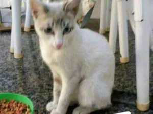Gato raça não sabemos idade 2 a 6 meses nome Apelidado de Astolfo
