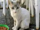 Gato raça não sabemos idade 2 a 6 meses nome Apelidado de Astolfo