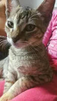 Gatinha