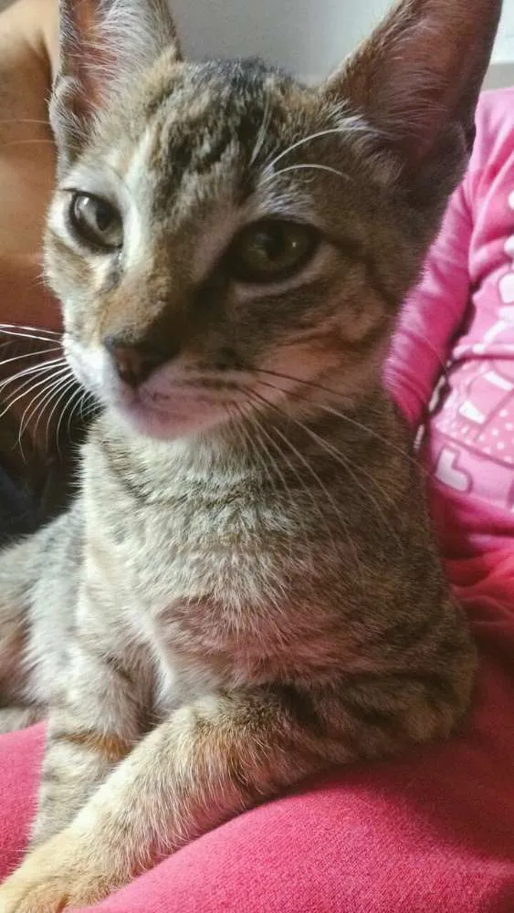 Gato ra a SRD idade 2 a 6 meses nome Gatinha