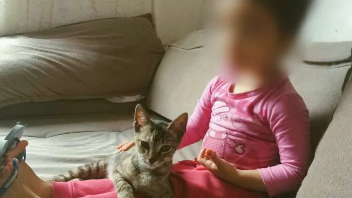 Gato ra a SRD idade 2 a 6 meses nome Gatinha