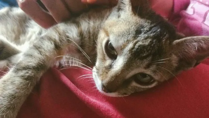 Gato ra a SRD idade 2 a 6 meses nome Gatinha