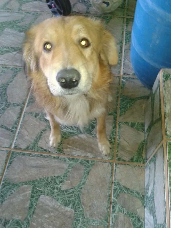 Cachorro ra a boder coller  com pastor alema idade 2 anos nome betouvem