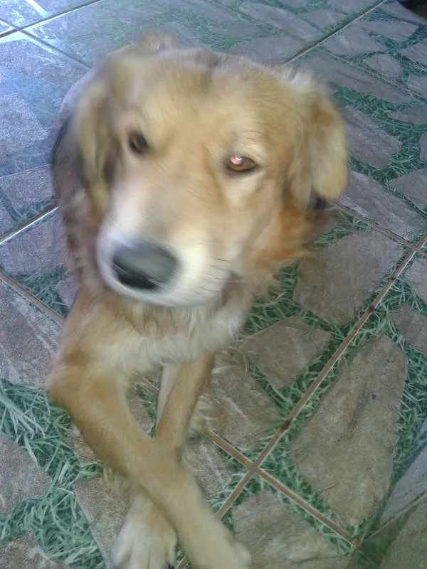 Cachorro ra a boder coller  com pastor alema idade 2 anos nome betouvem