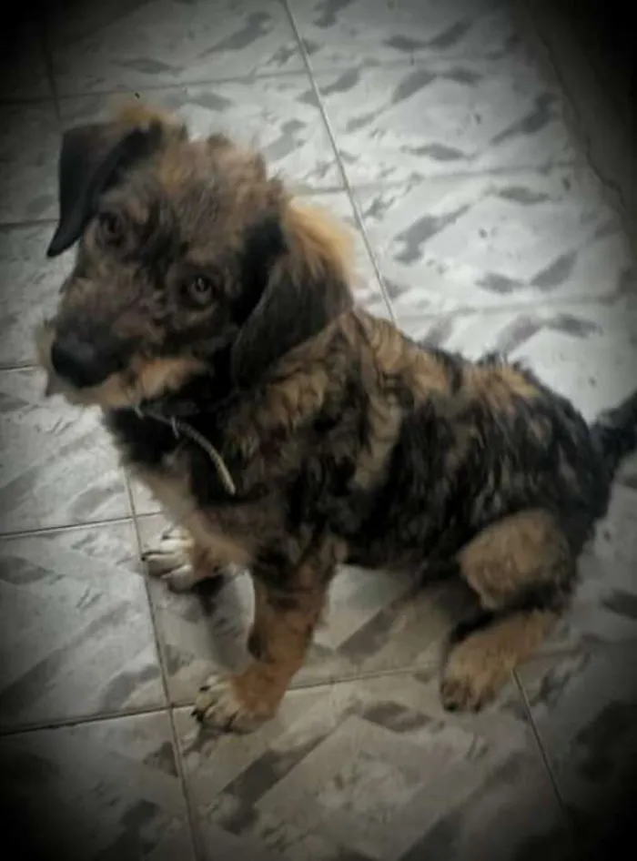 Cachorro ra a SrD idade 7 a 11 meses nome Maila Catrina