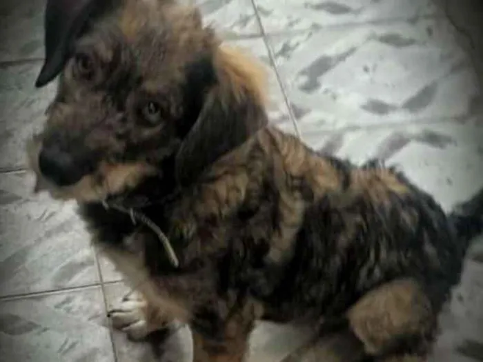 Cachorro ra a SrD idade 7 a 11 meses nome Maila Catrina