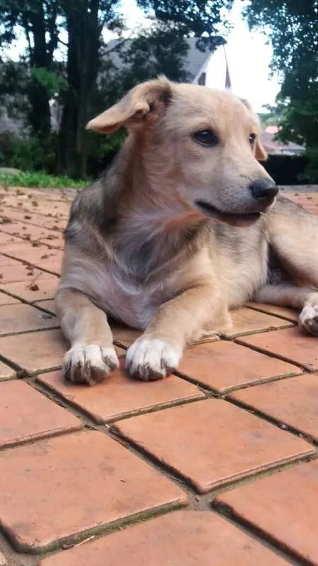 Cachorro ra a SRD idade 2 a 6 meses nome Barack