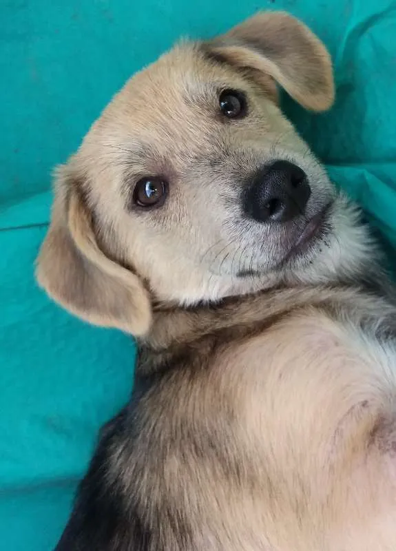 Cachorro ra a SRD idade 2 a 6 meses nome Barack