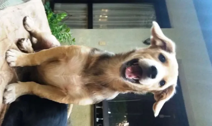 Cachorro ra a SRD idade 2 a 6 meses nome Barack