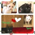 Patpta Cats