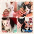 Patpta Cats