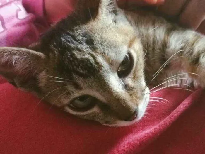 Gato ra a SRD idade 2 a 6 meses nome Gatinha