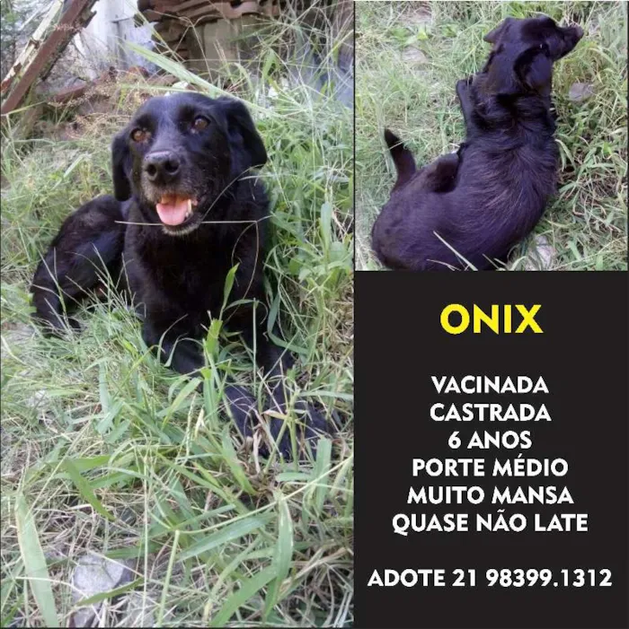 Cachorro ra a SRD idade 5 anos nome Onix