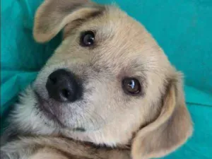Cachorro raça SRD idade 2 a 6 meses nome Barack