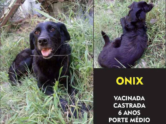 Cachorro ra a SRD idade 5 anos nome Onix