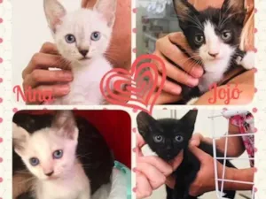 Gato raça SRD idade Abaixo de 2 meses nome Patpta Cats