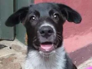 Cachorro raça Indefinida idade 2 a 6 meses nome Marley