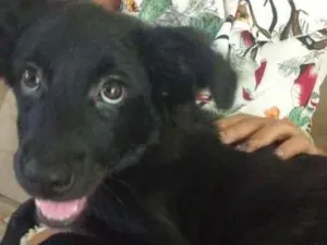 Cachorro raça vira lata idade 2 a 6 meses nome Nayla