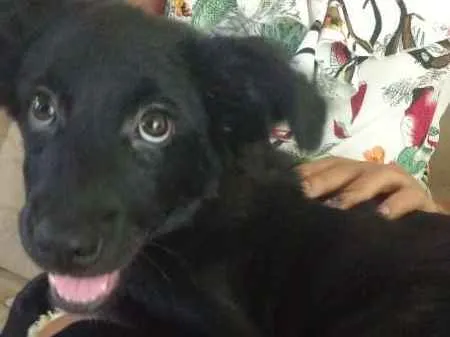 Cachorro ra a vira lata idade 2 a 6 meses nome Nayla
