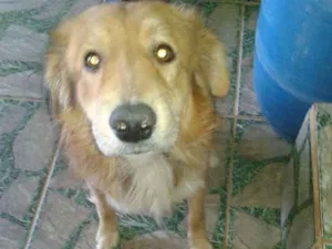 Cachorro raça boder coller  com pastor alema idade 2 anos nome betouvem