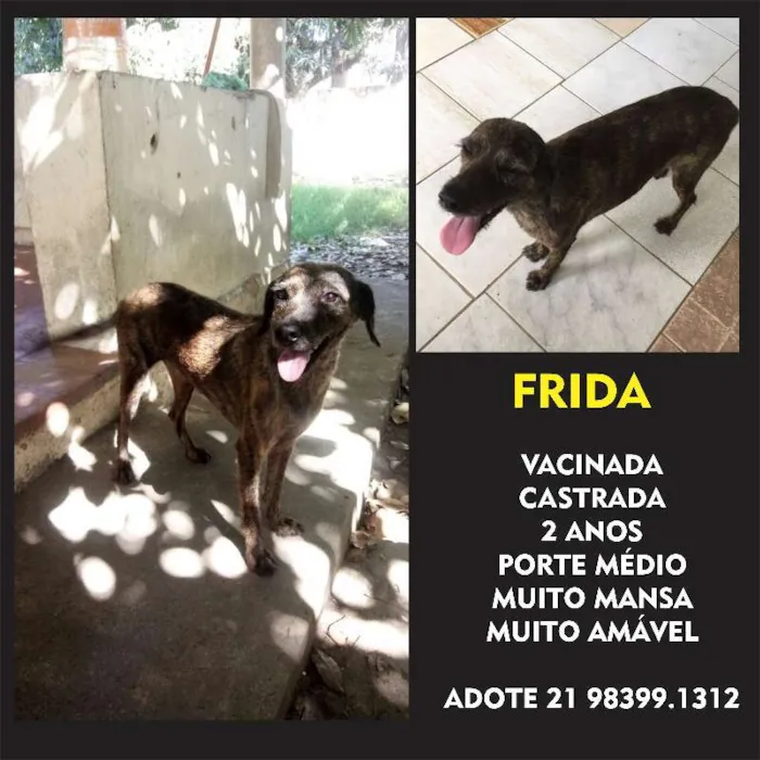 Cachorro ra a SRD idade 2 anos nome Frida
