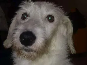 Cachorro raça Vira lata idade 2 anos nome Bolt