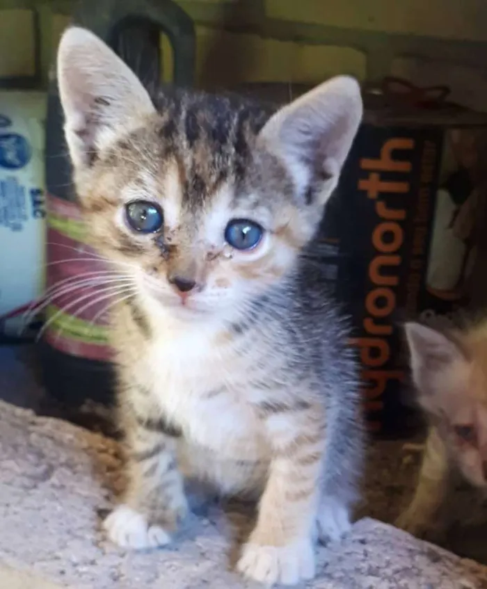 Gato raça ADOÇÃO URGENTE idade Abaixo de 2 meses nome Dois recém nascidos