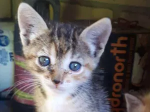 Gato raça ADOÇÃO URGENTE idade Abaixo de 2 meses nome Dois recém nascidos