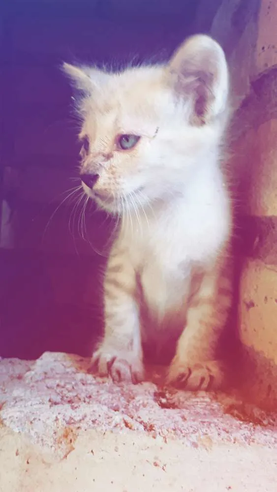 Gato raça ADOÇÃO URGENTE idade Abaixo de 2 meses nome Dois recém nascidos