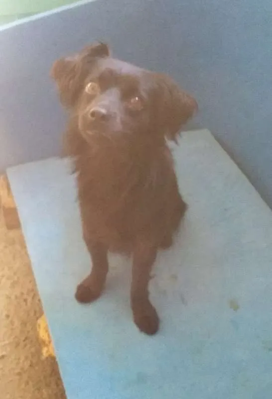 Cachorro ra a SRD idade 3 anos nome Yury