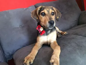 Cachorro raça Viralata idade 7 a 11 meses nome Eva