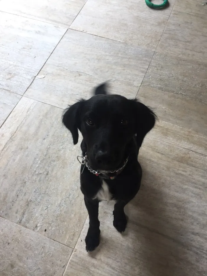 Cachorro raça SRD idade 7 a 11 meses nome Manolo