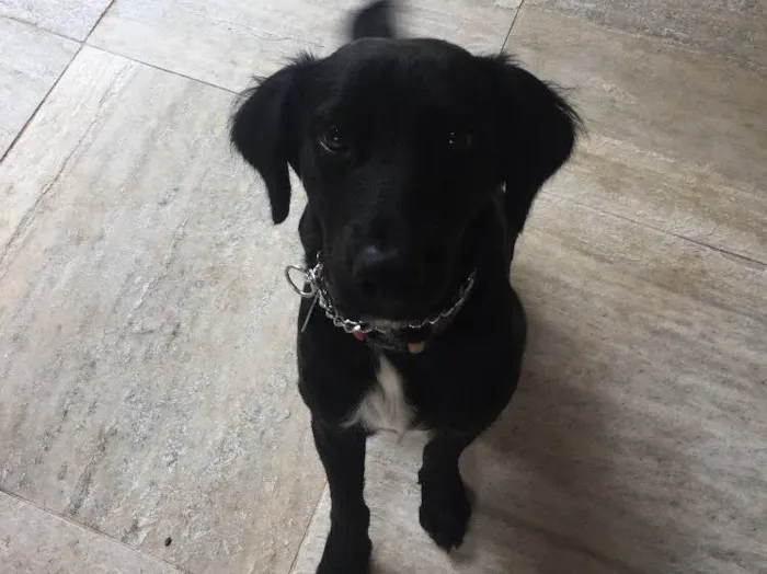 Cachorro raça SRD idade 7 a 11 meses nome Manolo