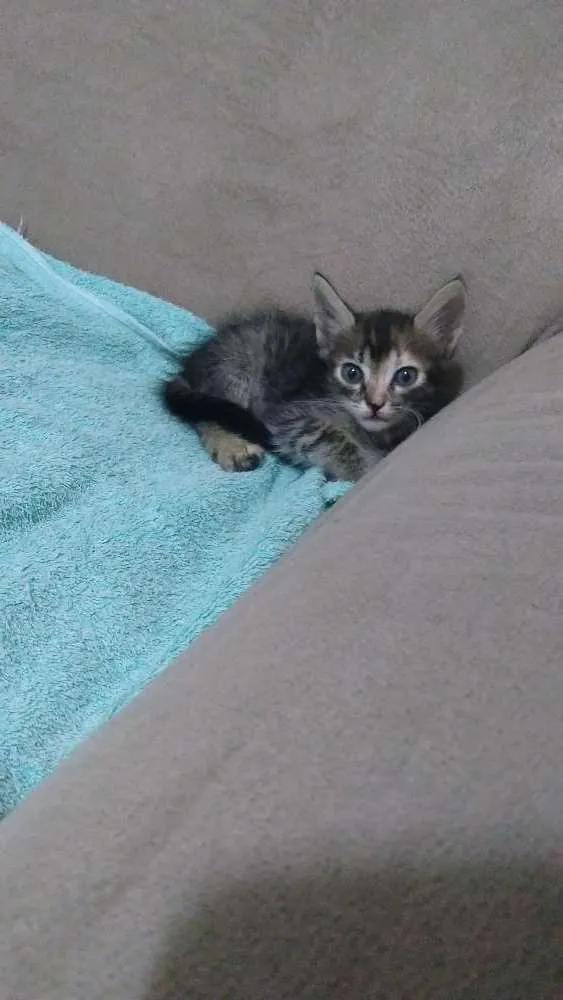 Gato raça Não sei idade Abaixo de 2 meses nome Sem nome